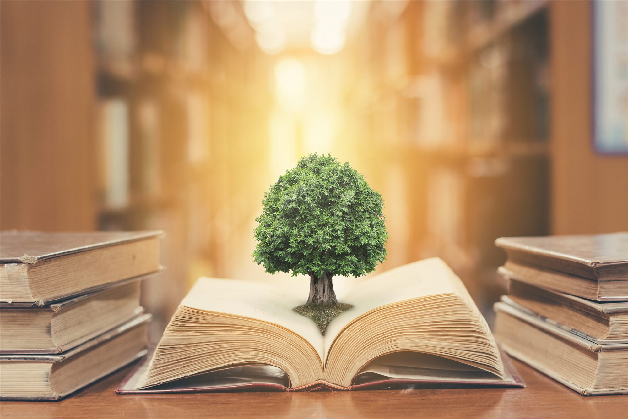 A small tree growing from an open book